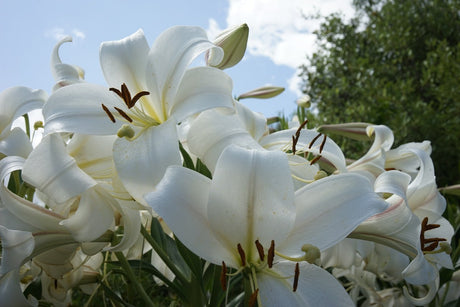 Bulbii de crini – alegerea perfectă pentru o grădină plină de parfum
