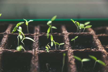 10 legume perfecte de plantat în grădina ta primăvara