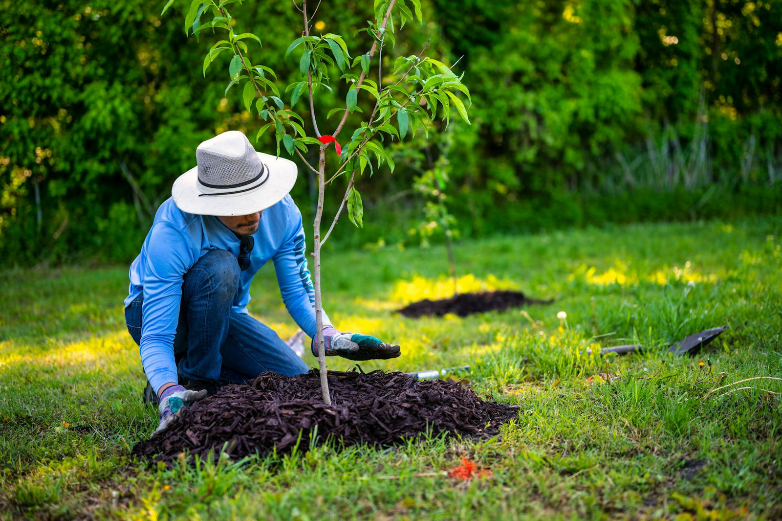 Ghidul plantării și îngrijirii pomilor fructiferi