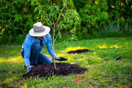 Ghidul plantării și îngrijirii pomilor fructiferi