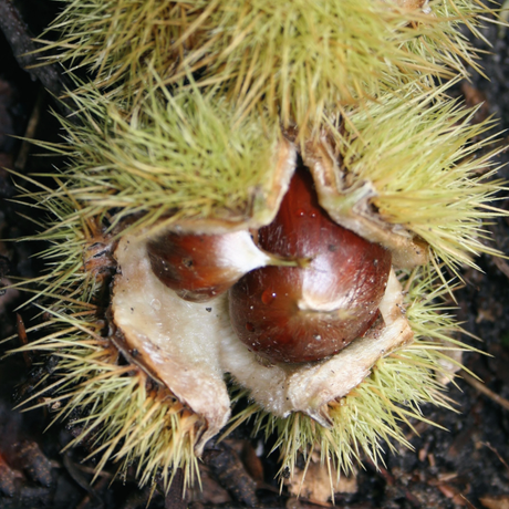 Puieti Castan Comestibil