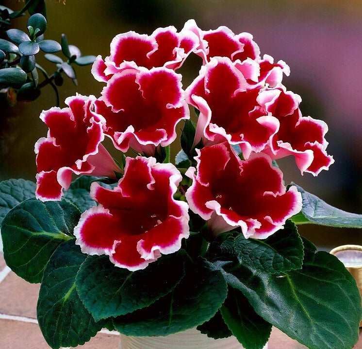 Gloxinia Bulbi - Kaiser Friedrich - 1 buc