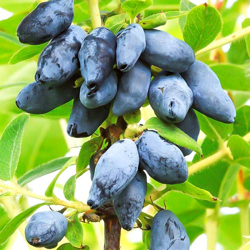 Arbusti Fructiferi - Afin Siberian - Rod - Anul 3 - Ghiveci, 1 Bucata