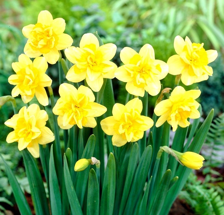 Bulbi Narcise - Safina - 2 buc