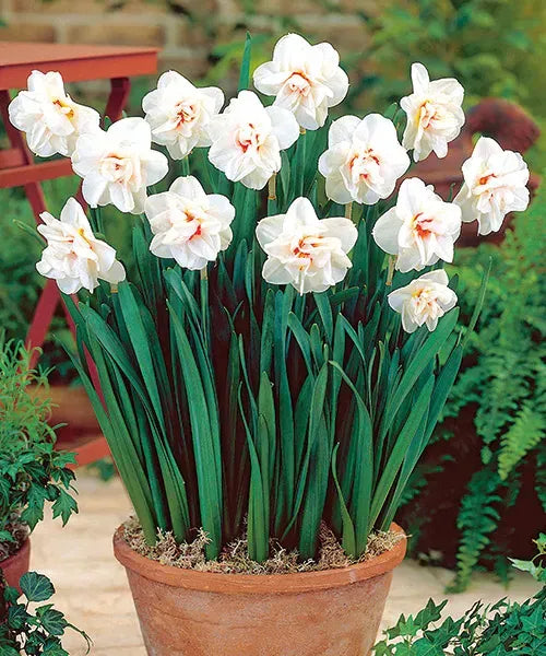 Bulbi Narcise - Acropolis - 2 buc