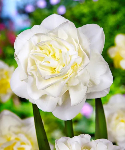 Bulbi Narcise - Obdam - 2 buc