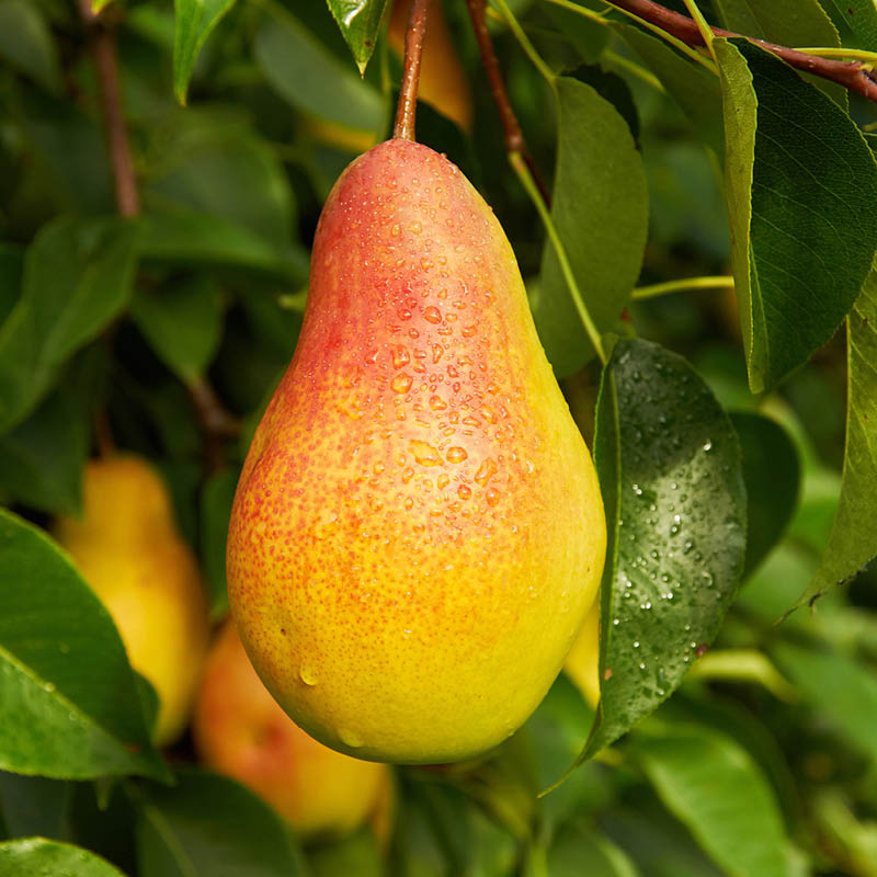 Pomi Fructiferi - Par - Aromata de Bistrita - Anul 3 - 1 buc