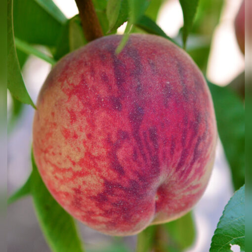 Pomi Fructiferi - Piersic - Triumf - Anul 2 - 1 buc