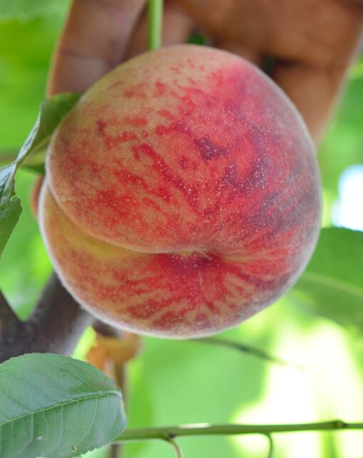 Pomi Fructiferi - Piersic - Triumf - Anul 2 - 1 buc