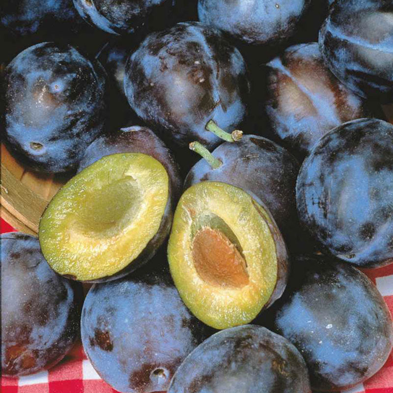 Pomi Fructiferi - Prun - Stanley - Anul 2 - 1 buc