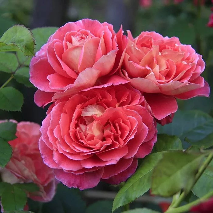 Trandafiri Butasi Teahibrizi - Reine Sammut - 1 buc