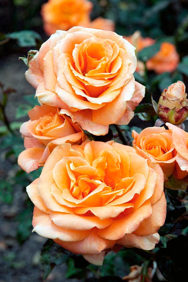 Trandafiri Butasi Teahibrizi - Remy Martin - 1 buc