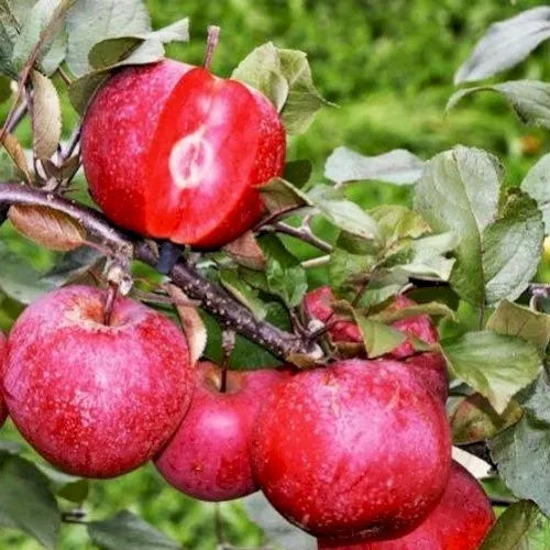 Pomi Fructiferi - Mar - Baya Marisa - Anul 2 - 1 buc