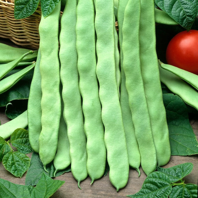 Seminte de Fasole Oloaga "Marconi"