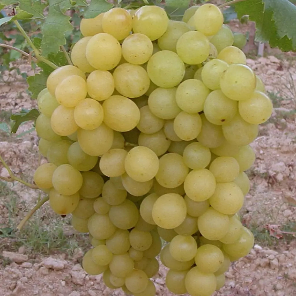 Butas Vita de Vie de Masa "Regina Viilor", 1 Bucata