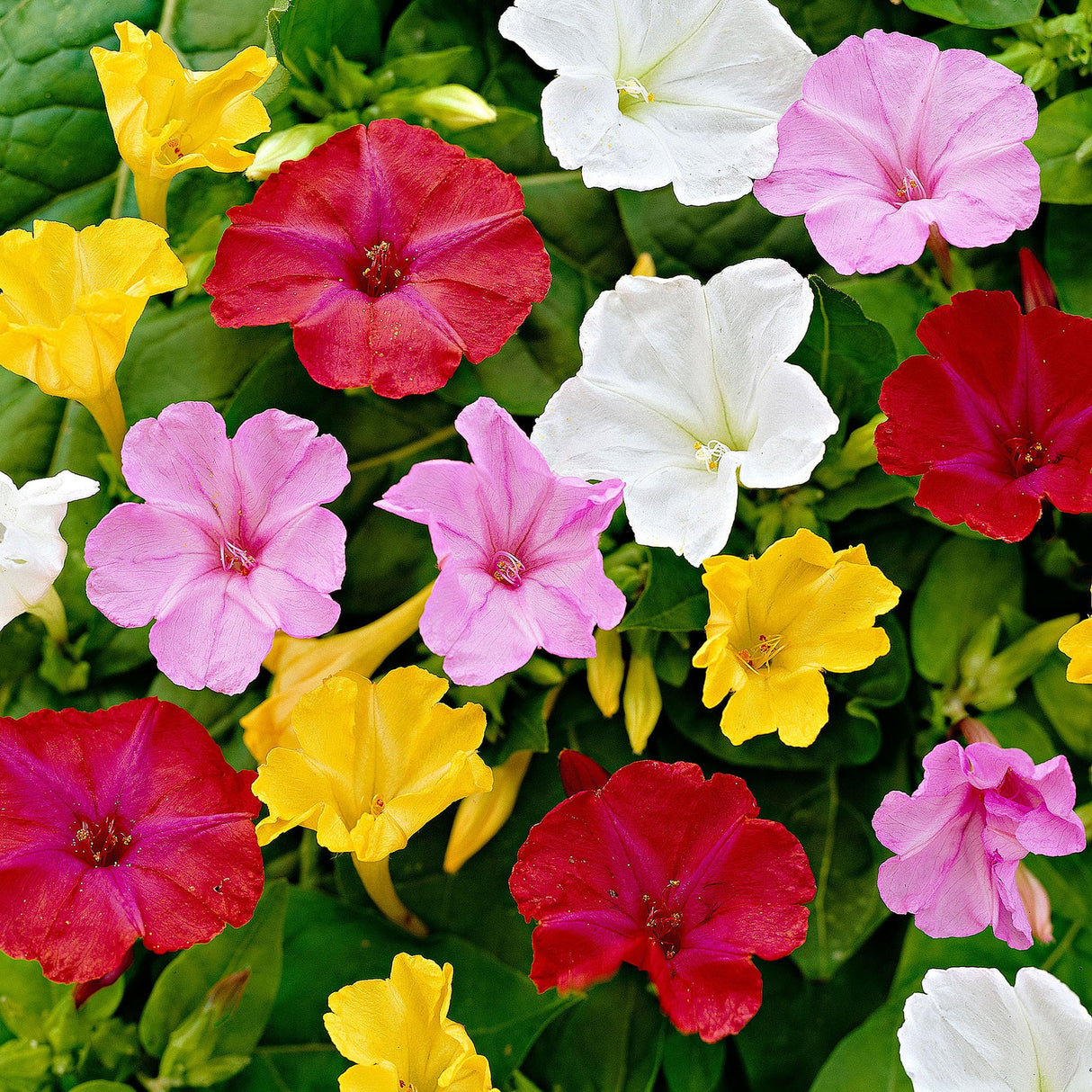 Plante Ornamentale - Mirabilis - Perennial Jalapa - Mixt - 3 Ghivece