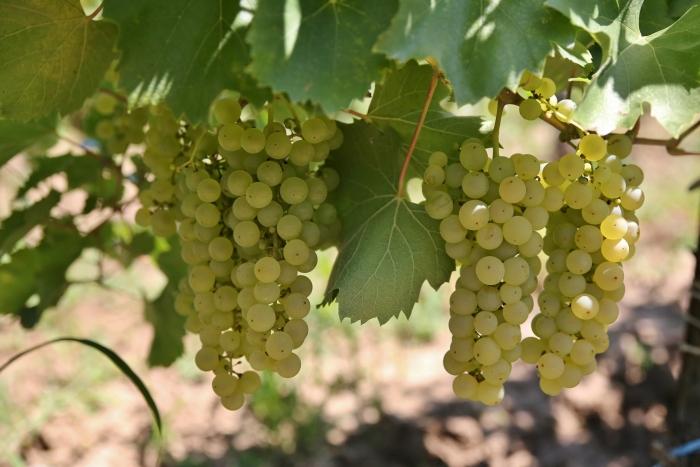 Vita de Vie "Feteasca Alba", la Ghiveci