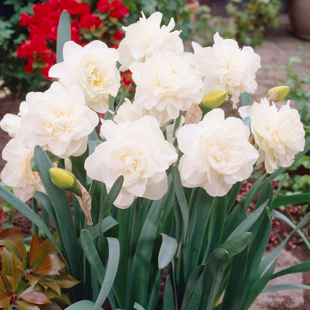 Bulbi Narcise - Obdam - 2 buc