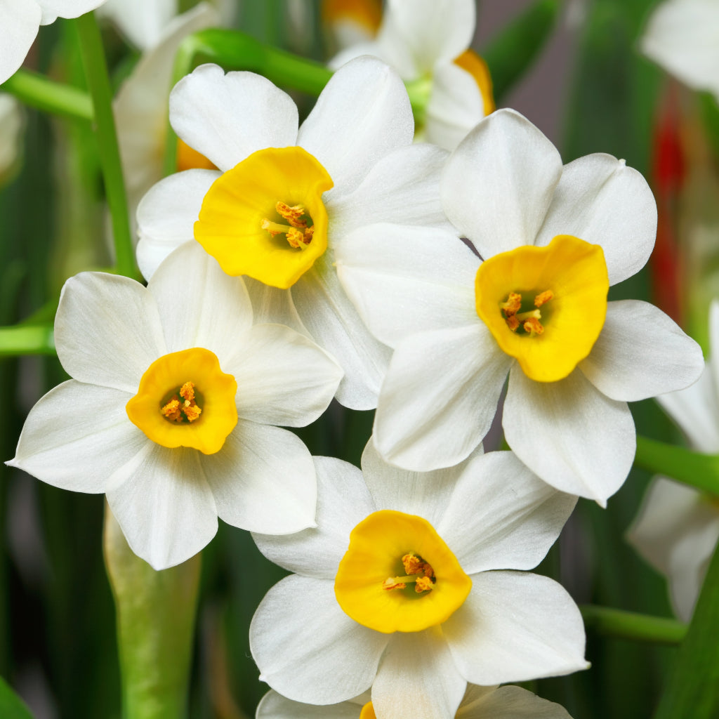 Bulbi Narcise - Pachet Promotional Mix - 80 buc