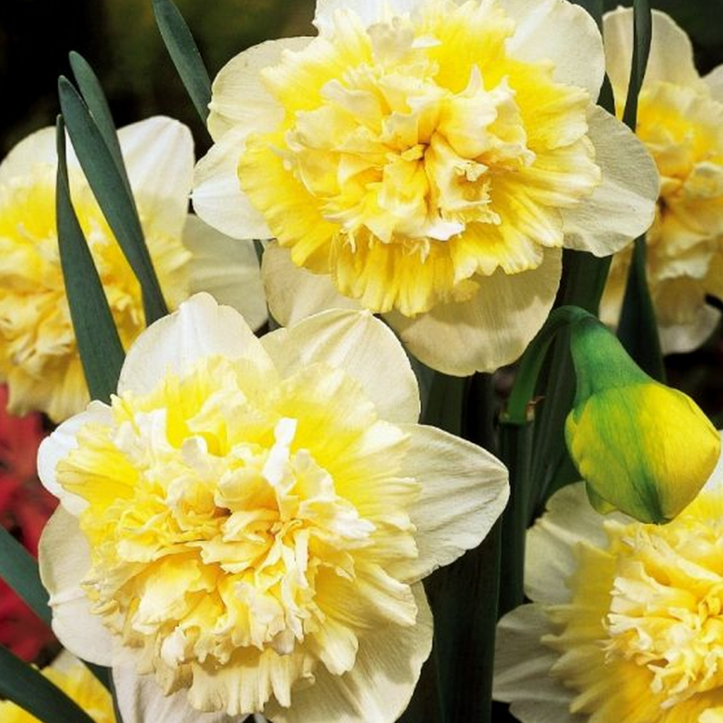 Bulbi Narcise - Ice King - 2 buc