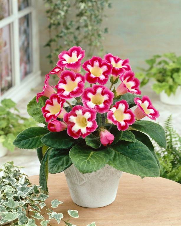 Gloxinia Bulbi - Blanche de Méru - 1 buc