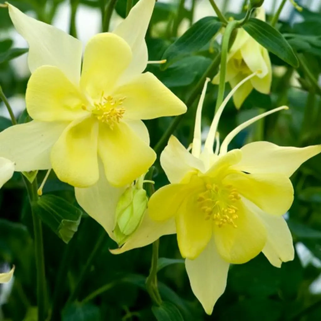 Bulbi de Caldaruse, Galbene, 1 Bucata, la ghiveci