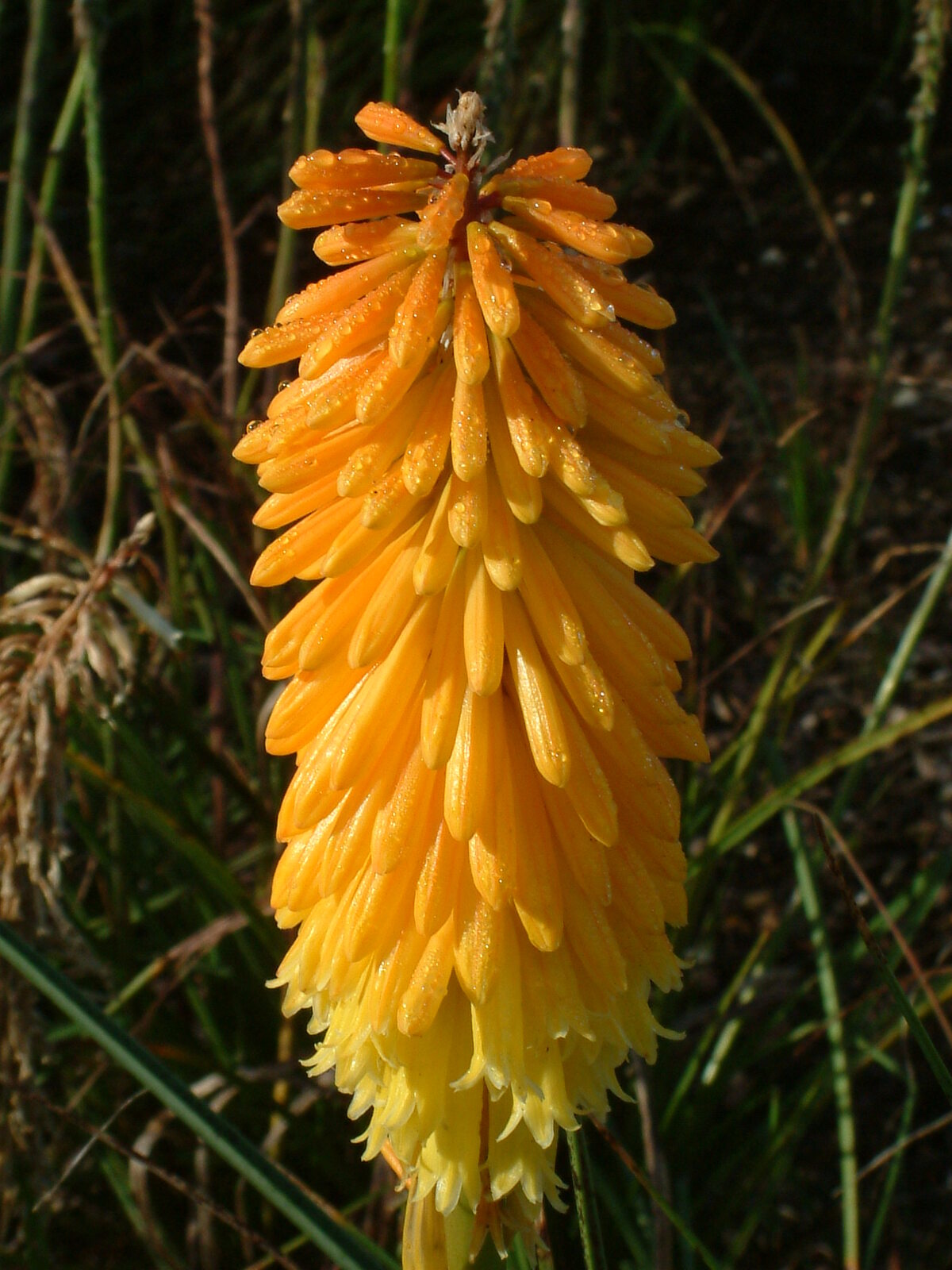 Bulbi de Kniphofia "Apricot Yellow", Crinul Faclie, 1 Bucata la ghiveci