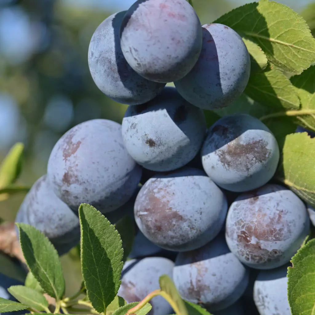 Pomi Fructiferi - Prun Cacanska Rodna - Anul 2 - 1 buc