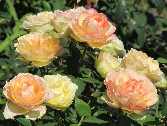 Trandafiri Butasi Teahibrizi - Jalitah - 1 buc