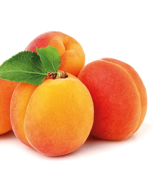 Pomi Fructiferi - Cais NJA 19 - Anul 2 - 1 buc