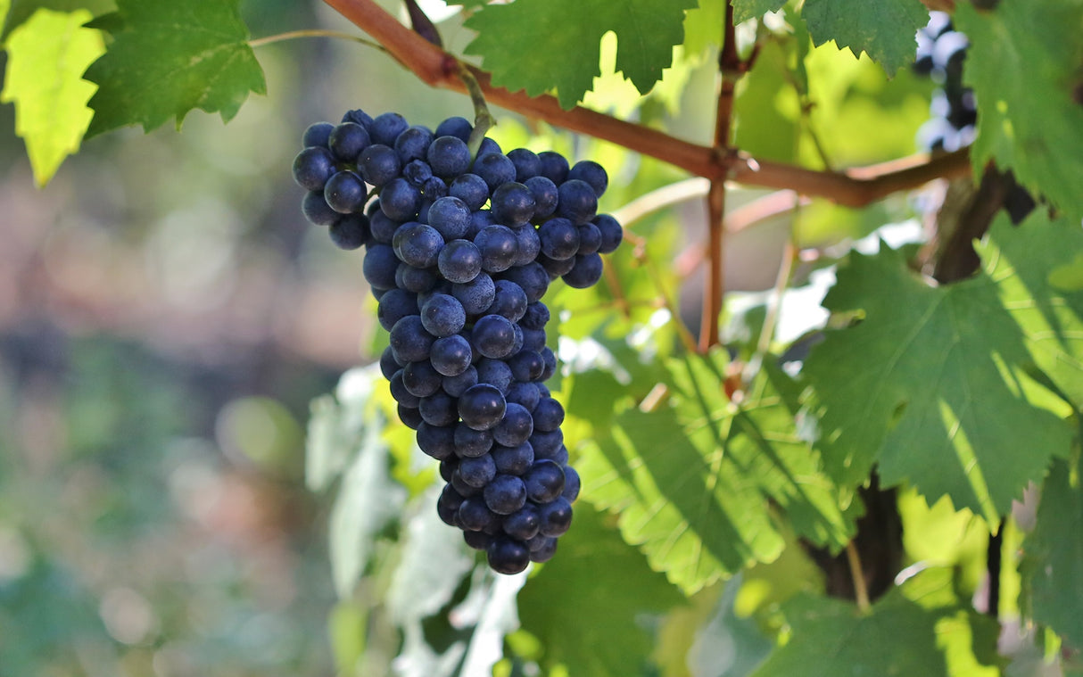 Vita de Vie "Merlot", la Ghiveci