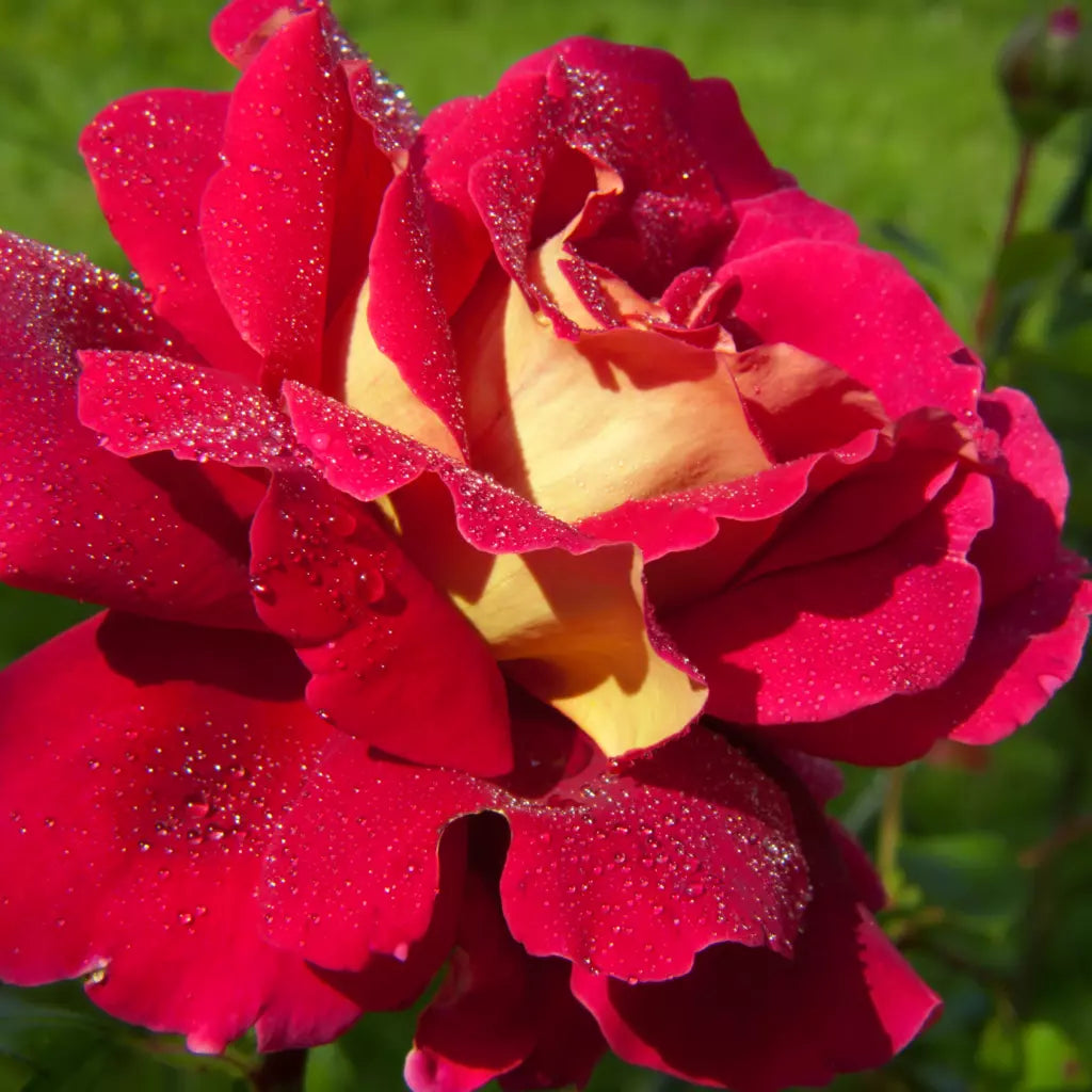 Trandafiri Butasi Teahibrizi - Kronenburg - 1 buc