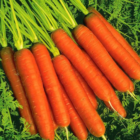 Seminte de Morcovi Hibrid "Bashra", 6 gr