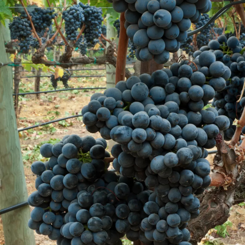 Butas Vita de Vie de Masa "Muscat de Hamburg", 1 Bucata