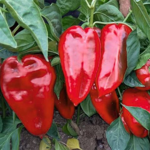 Seminte de Ardei Kapia "Ureche de Elefant", 0.4 gr