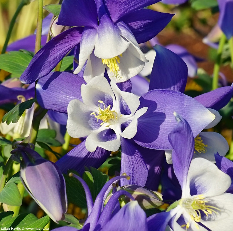 Bulbi de Caldaruse Aquilegia "Spring Magic Navy and White", 1 Bucata, la ghiveci