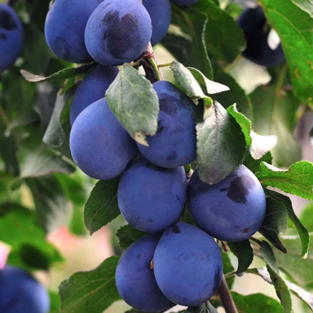 Pomi Fructiferi - Prun Jojo - Anul 2 - 1 buc