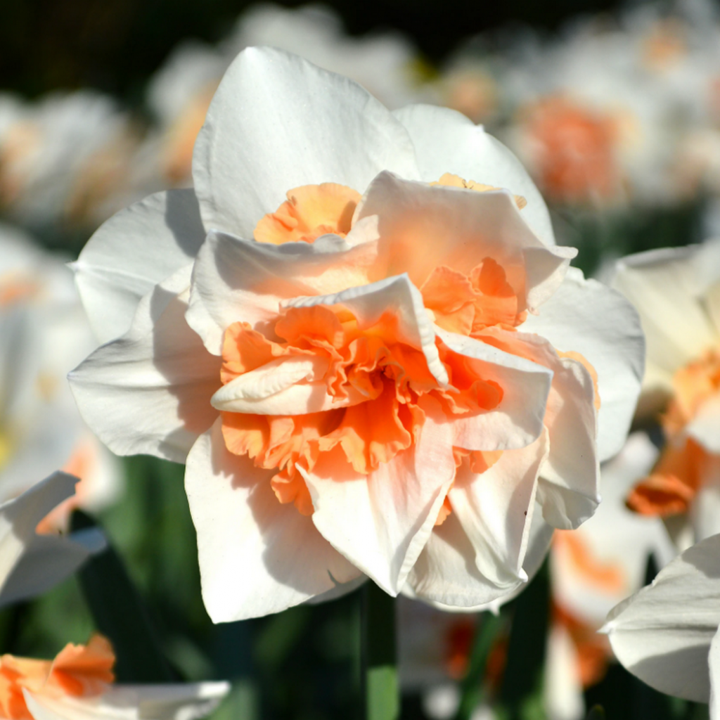 Bulbi Narcise - Replete - 2 buc