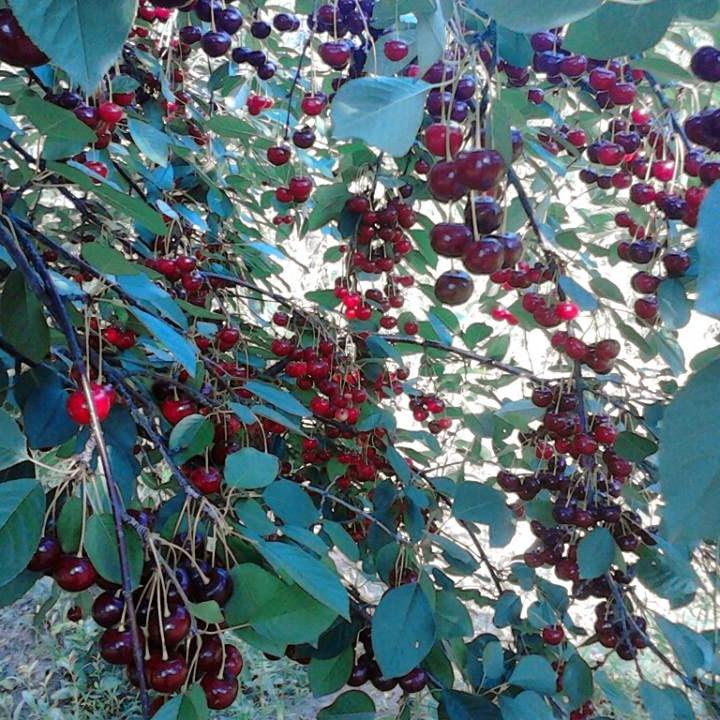 Pomi Fructiferi - Visin - Morella Neagra - Anul 3 - 1 buc