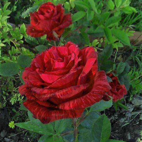 Trandafiri Butasi Teahibrizi - Red Intuition - 1 buc