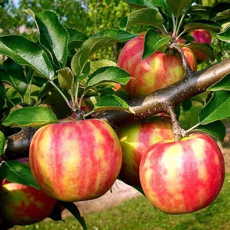 Pomi Fructiferi - Mar - Karneval - Anul 2 - 1 buc