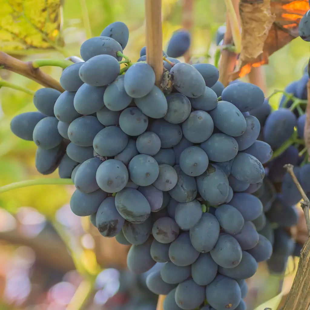 Vita de Vie de Masa "Moldova", la Ghiveci