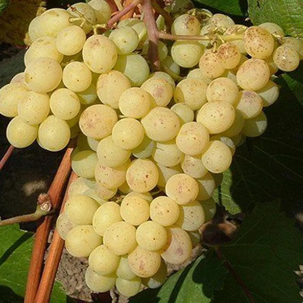 Butas Vita de Vie de Masa "Regina Viilor", 1 Bucata