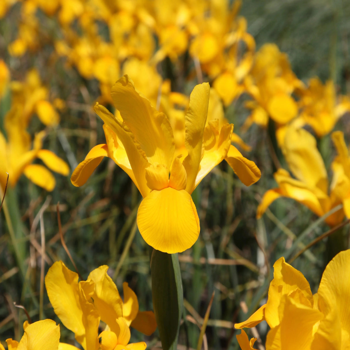 Bulbi Iris - Golden Beauty - 3 buc