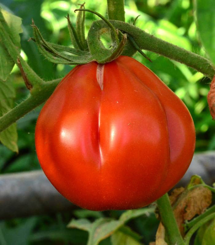 Seminte de Rosii Hibrid "Pearson D'Albenga", 0.3 gr