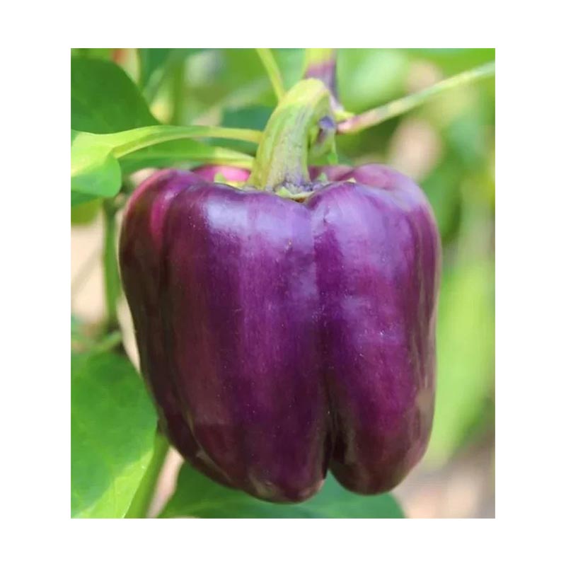 Seminte de Ardei Gras Violet Hibrid "Blocky F1", 0.15 gr