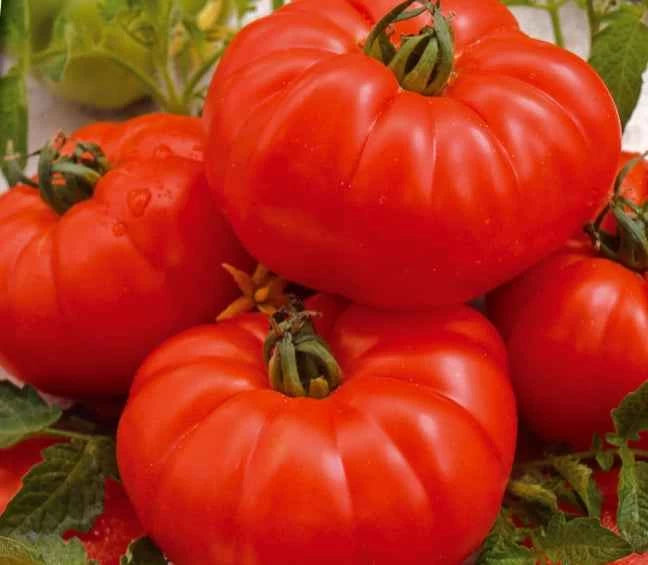 Seminte de Rosii "Marmande"