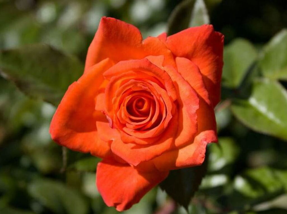 Trandafiri Butasi Teahibrizi - Monica - 1 buc