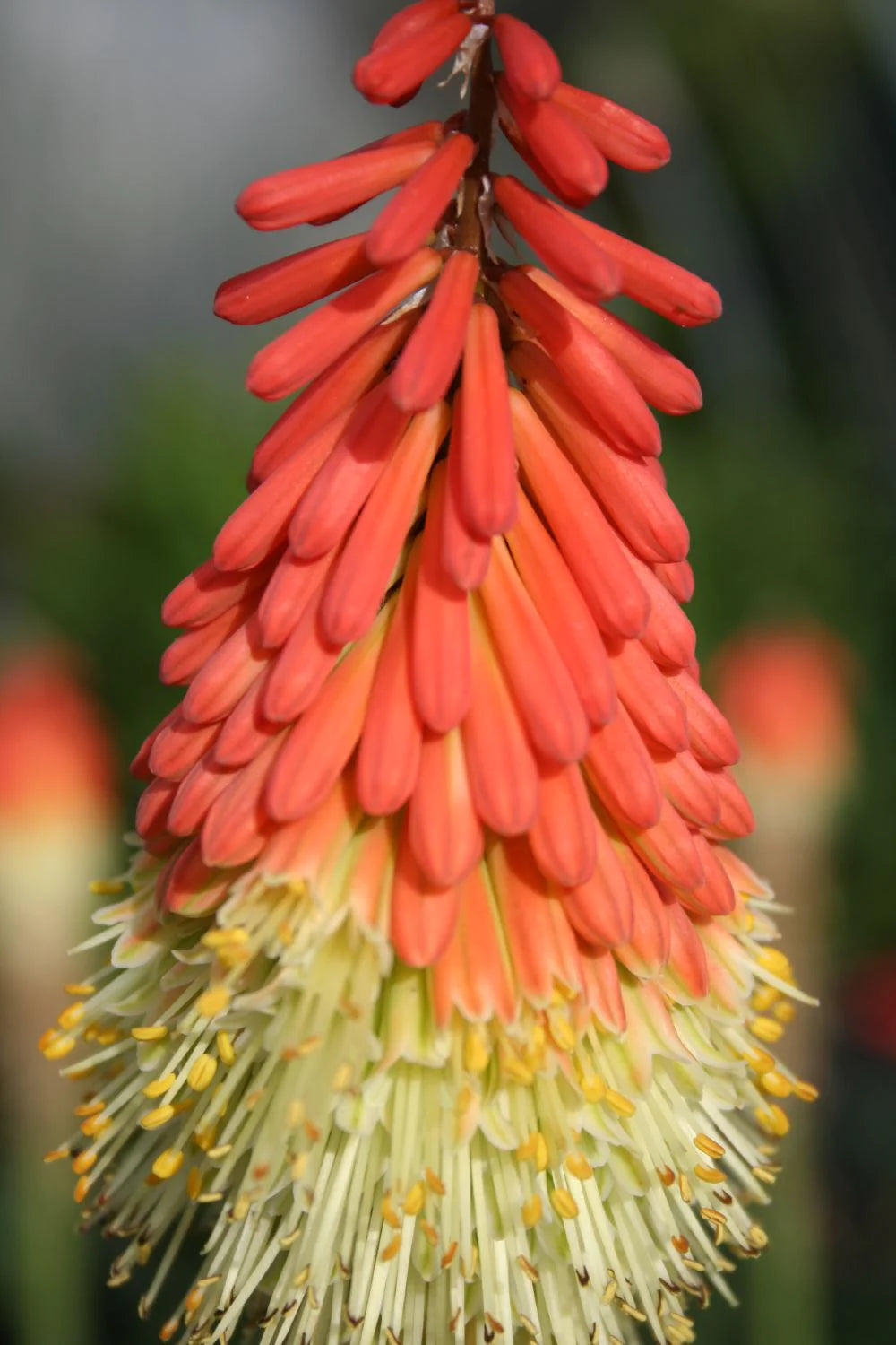 Bulbi de Kniphofia "Royal Standard", Crinul Faclie, 1 Bucata la ghiveci
