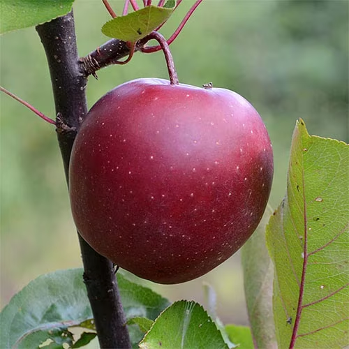 Pomi Fructiferi - Mar - Baya Marisa - Anul 2 - 1 buc